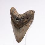 Fossil Megalodon Tooth // G12