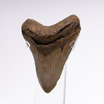 Fossil Megalodon Tooth // G19