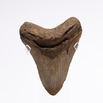 Fossil Megalodon Tooth // G19