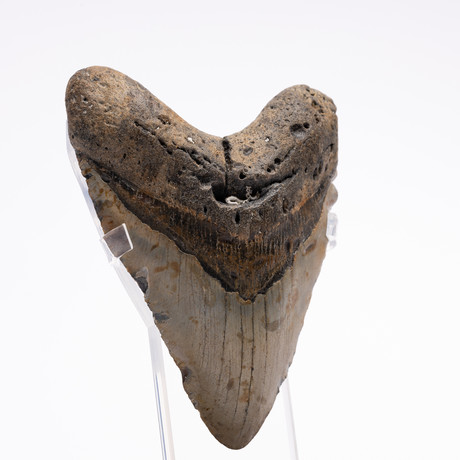 Fossil Megalodon Tooth // G12