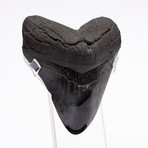 Fossil Megalodon Tooth // CH1