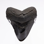 Fossil Megalodon Tooth // CH1