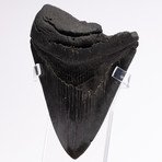 Fossil Megalodon Tooth // CH4