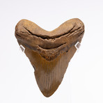 Fossil Megalodon Tooth // G20