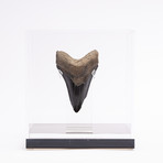 Fossil Megalodon Tooth // M21