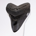 Fossil Megalodon Tooth // CH1