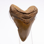 Fossil Megalodon Tooth // G20