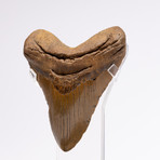 Fossil Megalodon Tooth // G20