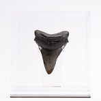 Fossil Megalodon Tooth // M9