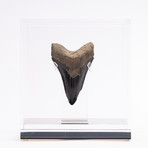 Fossil Megalodon Tooth // M21