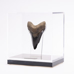 Fossil Megalodon Tooth // M21