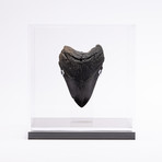 Fossil Megalodon Tooth // XG14