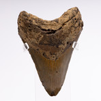 Fossil Megalodon Tooth // M8