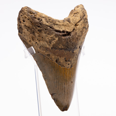 Fossil Megalodon Tooth // M8