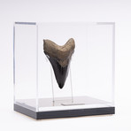 Fossil Megalodon Tooth // M21