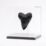 Fossil Megalodon Tooth // XG15