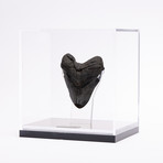 Fossil Megalodon Tooth // XL18