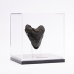 Fossil Megalodon Tooth // XL18