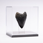 Fossil Megalodon Tooth // XG14