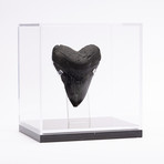 Fossil Megalodon Tooth // XG15