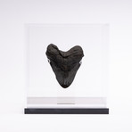 Fossil Megalodon Tooth // XL18