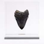 Fossil Megalodon Tooth // XG14