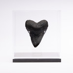 Fossil Megalodon Tooth // XG15