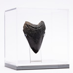 Fossil Megalodon Tooth // XG14