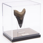 Fossil Megalodon Tooth // M21