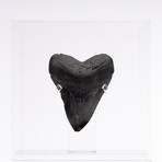 Fossil Megalodon Tooth // XG15