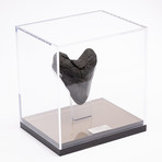 Fossil Megalodon Tooth // XL18