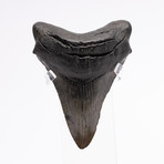 Fossil Megalodon Tooth // M9