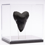 Fossil Megalodon Tooth // XG15