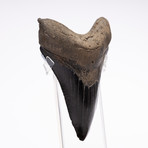 Fossil Megalodon Tooth // M21