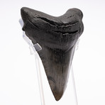 Fossil Megalodon Tooth // M9