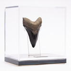 Fossil Megalodon Tooth // M21