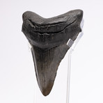 Fossil Megalodon Tooth // M9