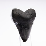 Fossil Megalodon Tooth // XG15