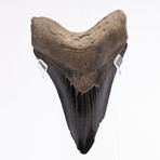 Fossil Megalodon Tooth // M21