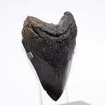 Fossil Megalodon Tooth // XG14