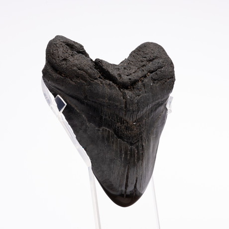 Fossil Megalodon Tooth // XL18