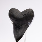 Fossil Megalodon Tooth // XG15