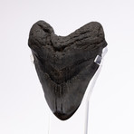 Fossil Megalodon Tooth // XL18