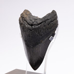 Fossil Megalodon Tooth // XG14