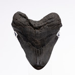 Fossil Megalodon Tooth // XL18