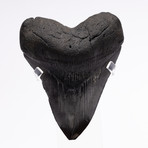 Fossil Megalodon Tooth // XG15