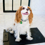 Barking Mat // Wifi Mat