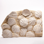 French Fossil Pecten Shell Cluster