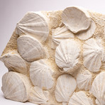 French Fossil Pecten Shell Cluster