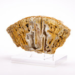 Florida Agatized Fossil Coral + custom acrylic stand // Ver. II